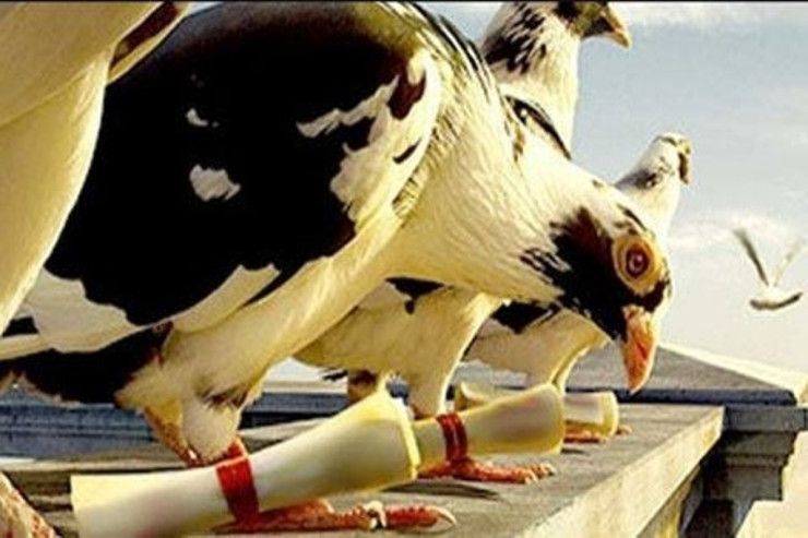 Bir poçt göyərçini  aləmi necə qarışdırdı? Bu sirri heç kim aça bilmədi