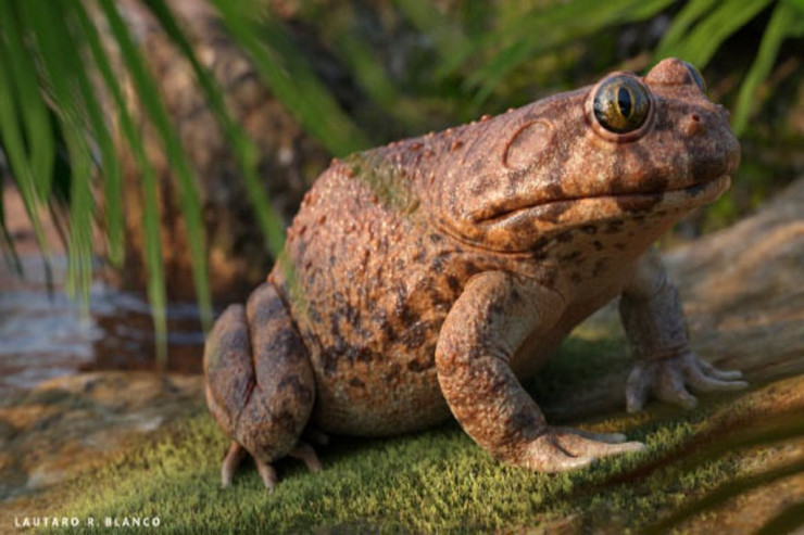  “Qurbağa qripi”   tüğyan edir: 20 ildir... 