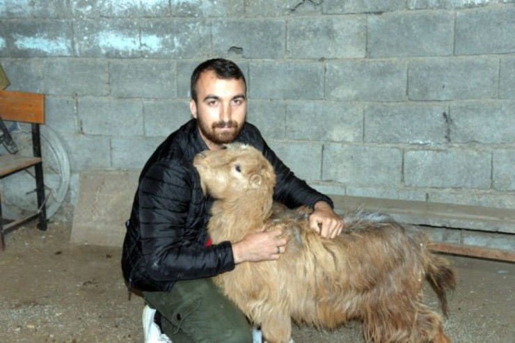 47 gün uçqun altında qalan keçilər salamat çıxdı-FOTO 