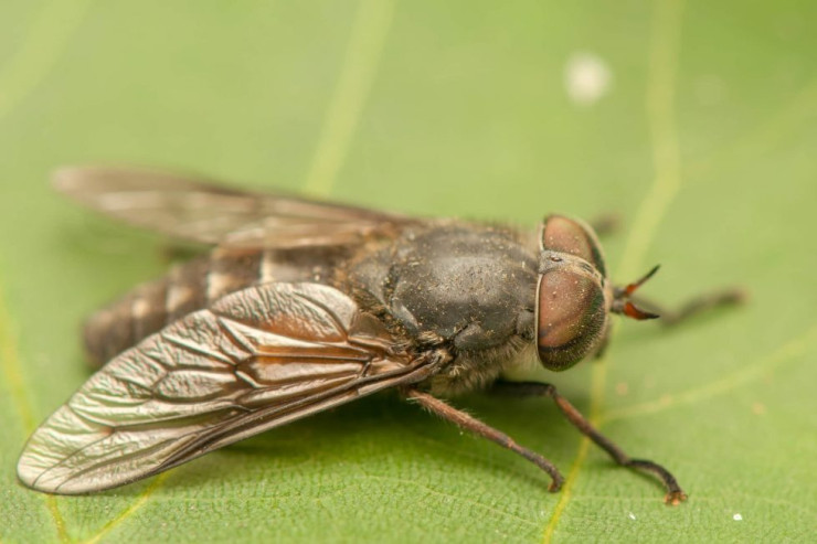 Həşəratlar niyə  işığa doğru   uçur?