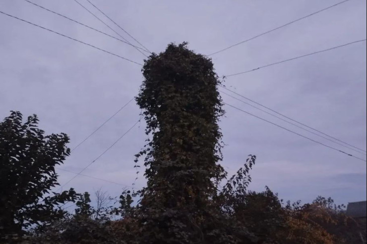 Zaqatalada qeyri-adi "işıq dirəyi" - FOTO 