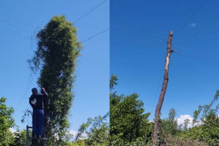 Zaqatalada "bio elektrik dirəyi" budandı - FOTO 