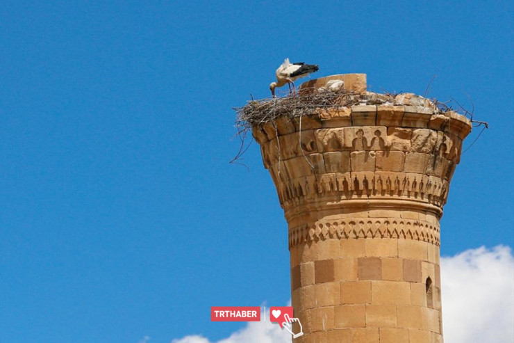 Zəlzələdə dağılan məscidin minarəsinə leylək yuva qurdu-FOTO 