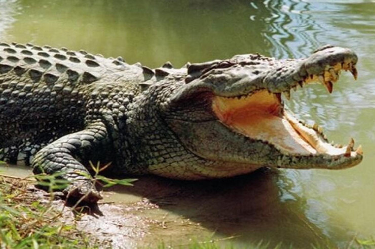 İtkin düşən kişinin qalıbları TİMSAHIN MƏDƏSİNDƏ TAPILDI   - FOTO