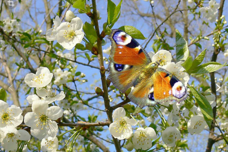 Sabah  25 dərəcə isti   olacaq - HAVA PROQNOZU