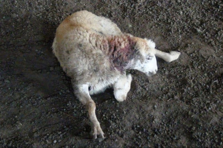 Şabranda quduzluqla bağlı araşdırma aparılır - RƏSMİ 