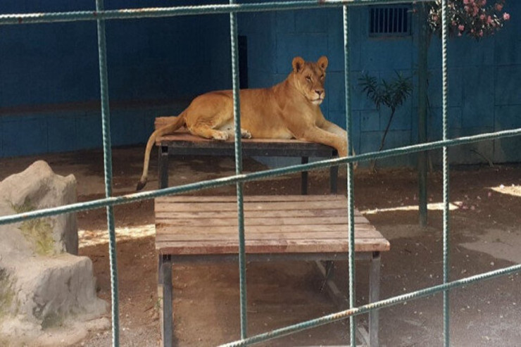 Aslan azyaşlının baş dərisini qopartdı 