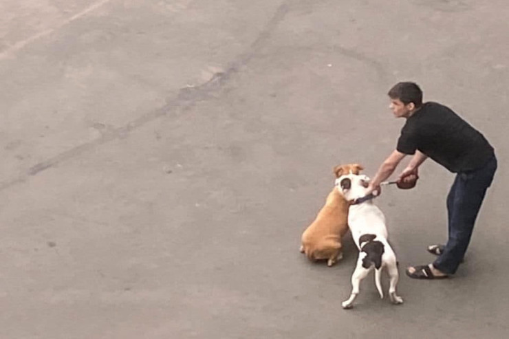 Heyvanına hücum edən itin sahibini öldürdü 