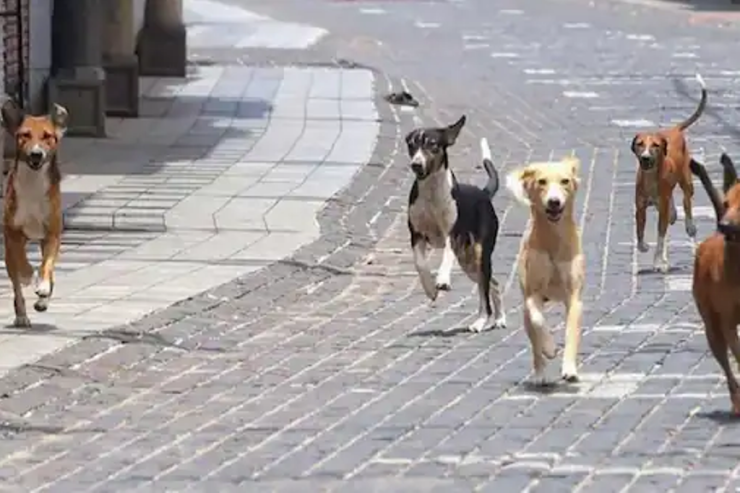 Təyyarə  itlərə görə   hava limanına enə bilmədi