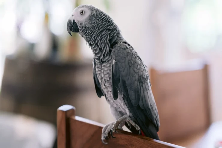 Tutuquşu ailəni yanğından xilas etdi