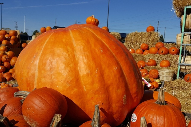 Dünyanın ən böyük  3 balqabağı