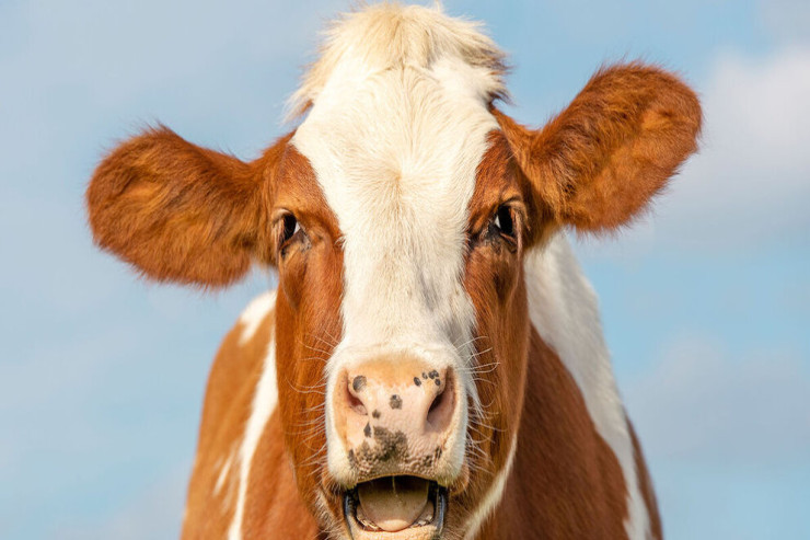 İnəklər insanlar üçün donor  ola bilər