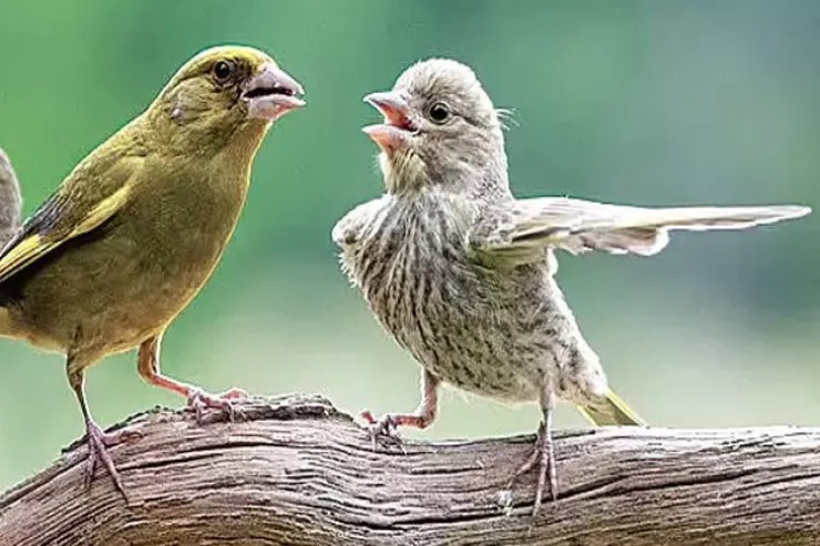 "Bax, çıx get buradan"  - Bu fotoların hamısı mükafat üçün yarışırlar