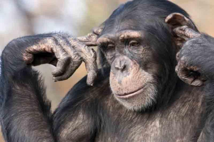 Şimpanze ölüm ayağında veterinarla belə vidalaşdı-VİDEO 