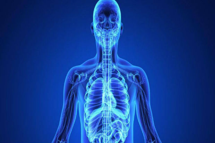 İnsanlarda  yeni orqan   kəşf edildi