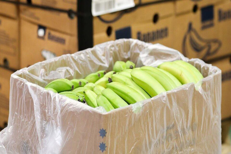 Şirkətlər banan adı ilə Avropaya narkotik keçirdi