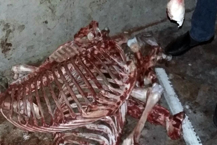 Atları kəsərək Bakıda satmaq istəyənlər tutuldu