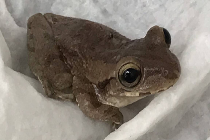 Banan qutusundan  qurbağa   çıxdı