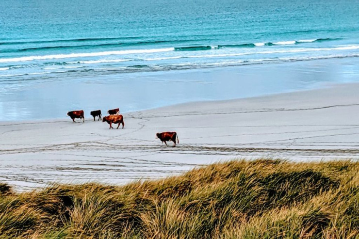 İnəklər  çimərlikdə dincələnlərə   hücum etdi