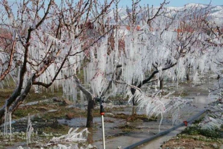 Buzlu şaftalı ağacı  MEYVƏ VERDİ 