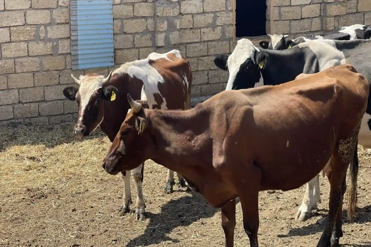 Lənkəranda inək oğruları  tutuldu