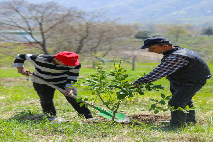 Çayçılıq sənayesinə təsir edəcək addım