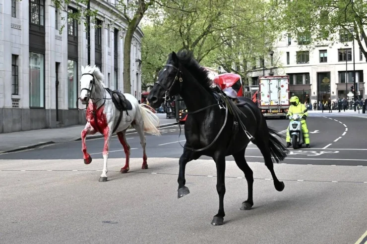 Londonda süvari birliyindən qaçan atlar  dörd nəfəri yaralayıb
