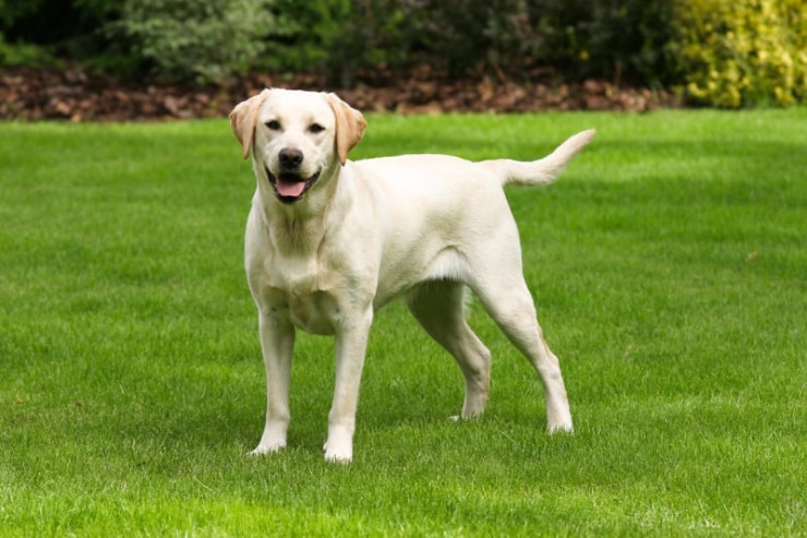 Labrador Retrieverlərin  məşq ehtiyacları