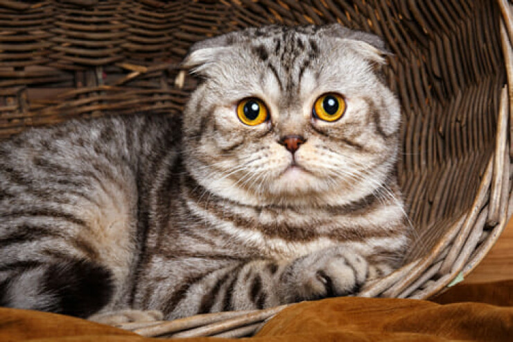 Scottish Fold pişiyinə  qulluq: Baxım üçün əsas məsləhətlər