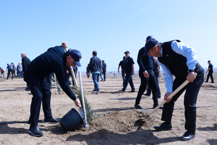 Prokurorluq əməkdaşları ağacəkmə kampaniyası keçirib
