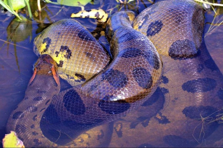 Dünyanın ən uzun ilanının yeni növü TAPILDI 