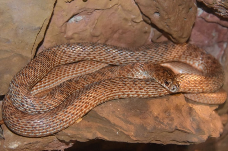 Qonşu ölkədə ilanların qışlama yeri tapıldı