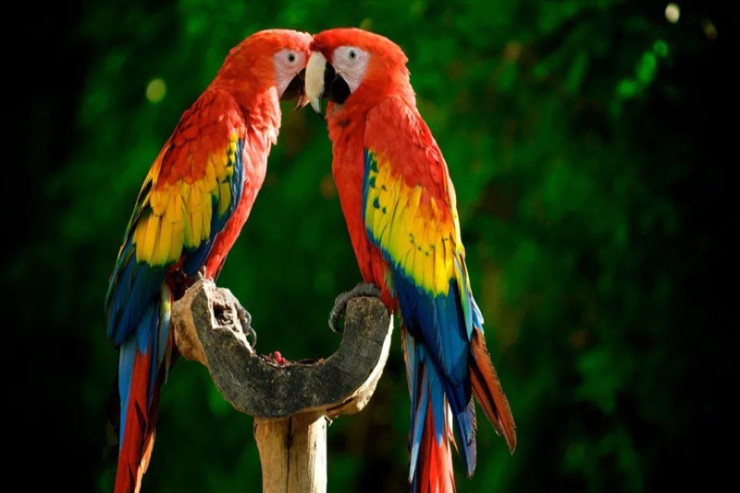 Dünyanın  ən bahalı və nadir   TUTUQUŞULARI