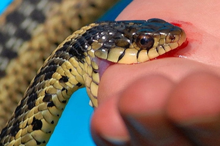 Ölümcül ilan sancmalarından qoruyan  unikal dərman   hazırlandı