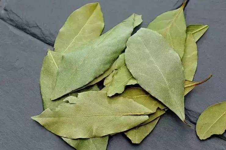 Tualetə dəfnə yarpağı  atın – Faydalı hiylə
