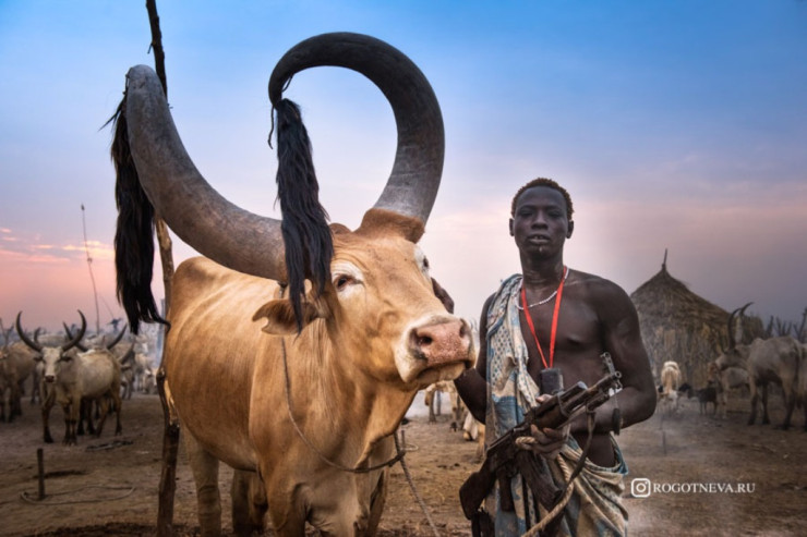 Burada inək  pul əvəzidir,   qab-qacaq  sidiklə  yuyulur