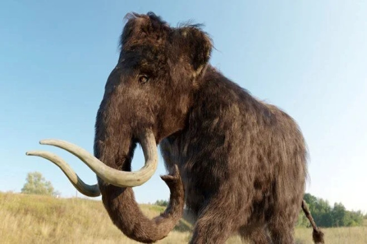 Mamontların nəsli niyə tükənib? - Araşdırma 