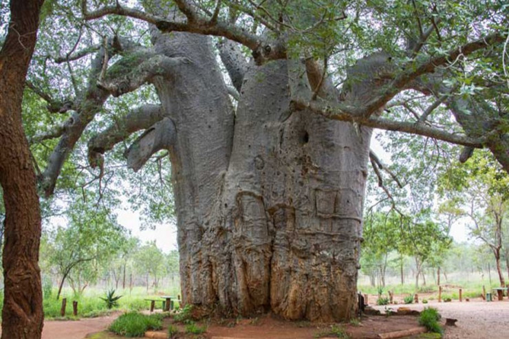 Ağaclara qabıq nə üçün lazımdır? - CAVAB 