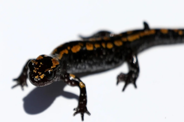 Dinozavrlardan 40 milyon il əvvəl   yaşamış heyvan tapıldı