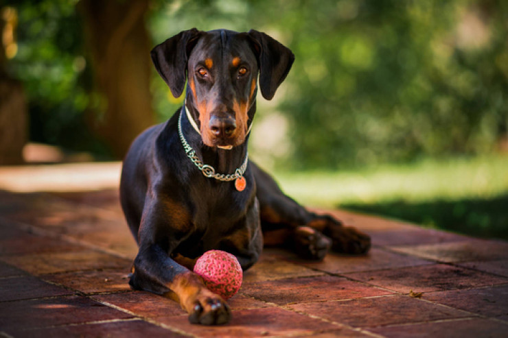Doberman aqresiyasının idarə edilməsi:  Təlim və sosiallaşma məsləhətləri
