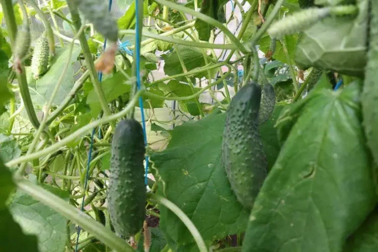 Xiyar  acı olarsa,   nə etməli? Məhsulu xilas edəcək  MƏSLƏHƏTLƏR