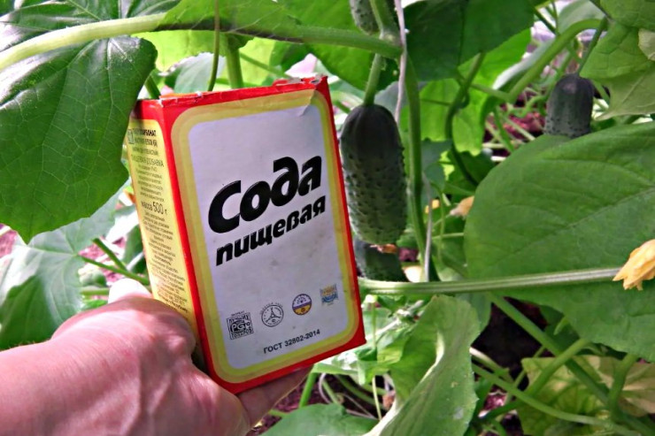 Xiyarı soda ilə necə qidalandırmaq olar?  Çoxlarının bilmədiyi sadə 6 üsul 