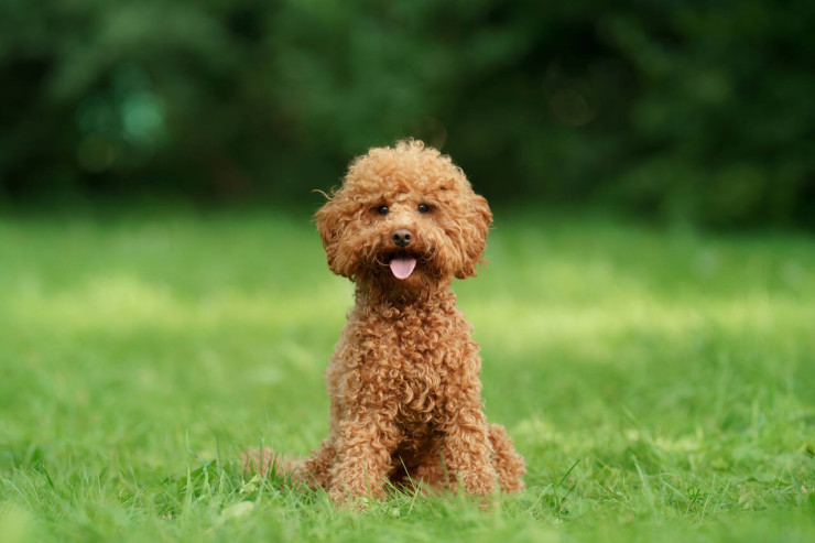 Poodle bala itinin  təlimi üçün bəzi ipucular