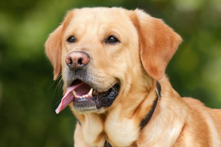 Labrador retriever itinin  ömrünü uzatmaq üçün vacib olan amillər