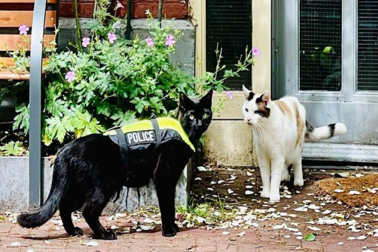 Tarixdə ilk  polis pişik   - FOTO 