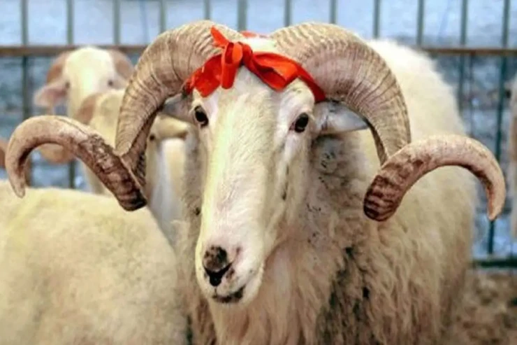Qurban bayramı ilə bağlı fətva verildi 