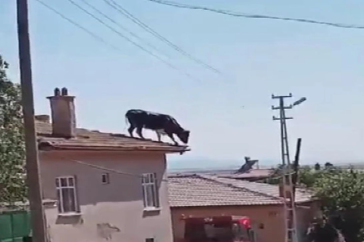 Qəssabdan qaçan dana dama çıxdı -FOTO 