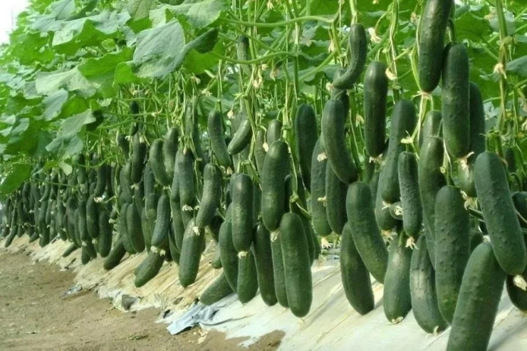 Düyü ilə xiyarın məhsuldarlığını  necə artırmaq olar? Çoxlarının bundan xəbəri yoxdur