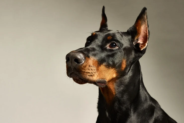 Doberman iti  üçün fitness planı