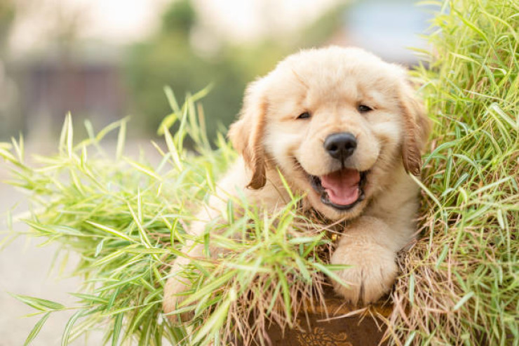 Golden retriever bala  itinin yetişdirilməsi ilə bağlı məsləhətlər